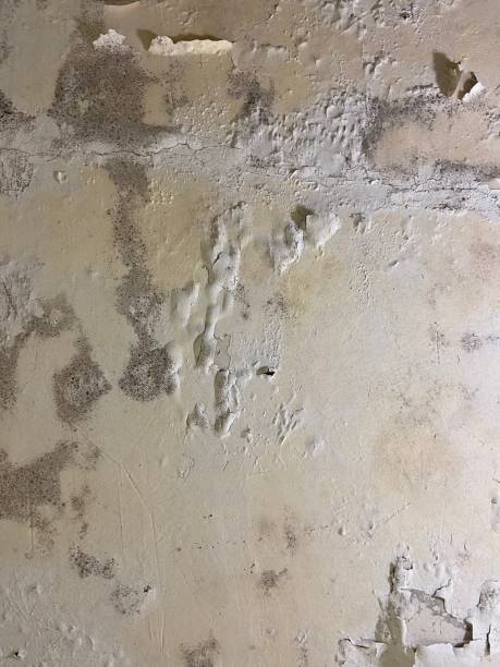 Best Black Mold Remediation in Cave Creek, AZ